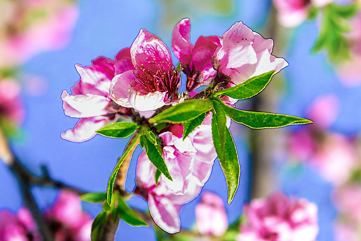 Plum Blossom-2013 (14)